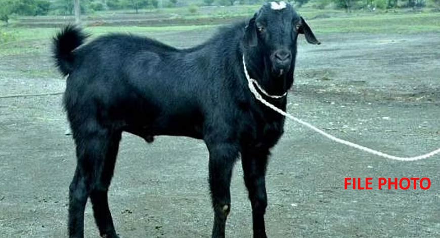 Goat2 BW